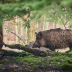 sanglier dans une forêt