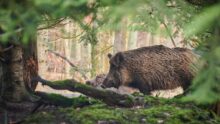 sanglier dans une forêt