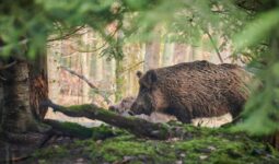 sanglier dans une forêt
