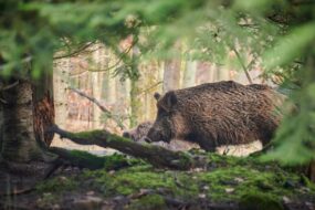 sanglier dans une forêt