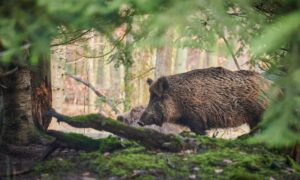 sanglier dans une forêt
