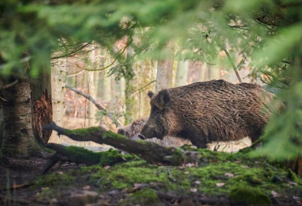 sanglier dans une forêt