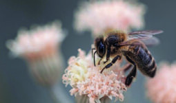 Une abeille butine