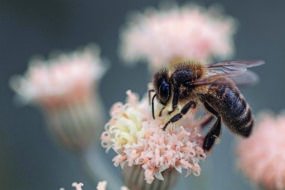 Une abeille butine
