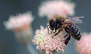 Une abeille butine
