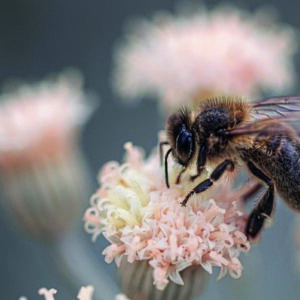 Une abeille butine