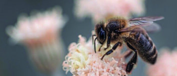Une abeille butine