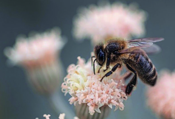 Une abeille butine