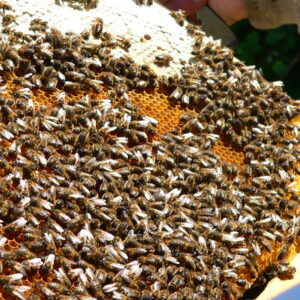 Un essain d'abeilles noires