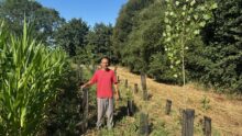 Un homme près d'une parcelle de maïs, à côté de jeunes plantations d'arbres