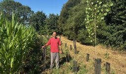Un homme près d'une parcelle de maïs, à côté de jeunes plantations d'arbres