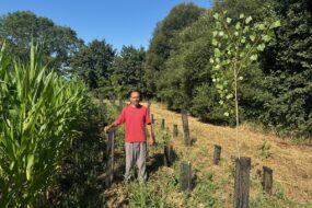 Un homme près d'une parcelle de maïs, à côté de jeunes plantations d'arbres