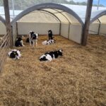 génisses Holstein sur aire paillée