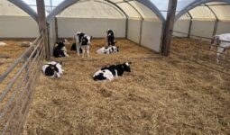 génisses Holstein sur aire paillée