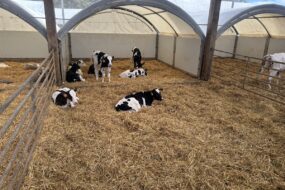 génisses Holstein sur aire paillée