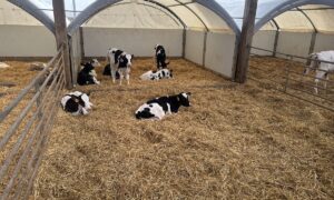 génisses Holstein sur aire paillée