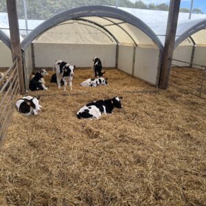 génisses Holstein sur aire paillée