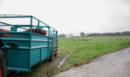 Un taureau de race Limousine dans une bétaillère à la sortie d'une prairie