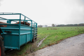 Un taureau de race Limousine dans une bétaillère à la sortie d'une prairie