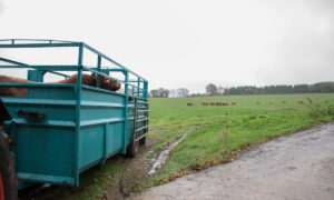 Un taureau de race Limousine dans une bétaillère à la sortie d'une prairie