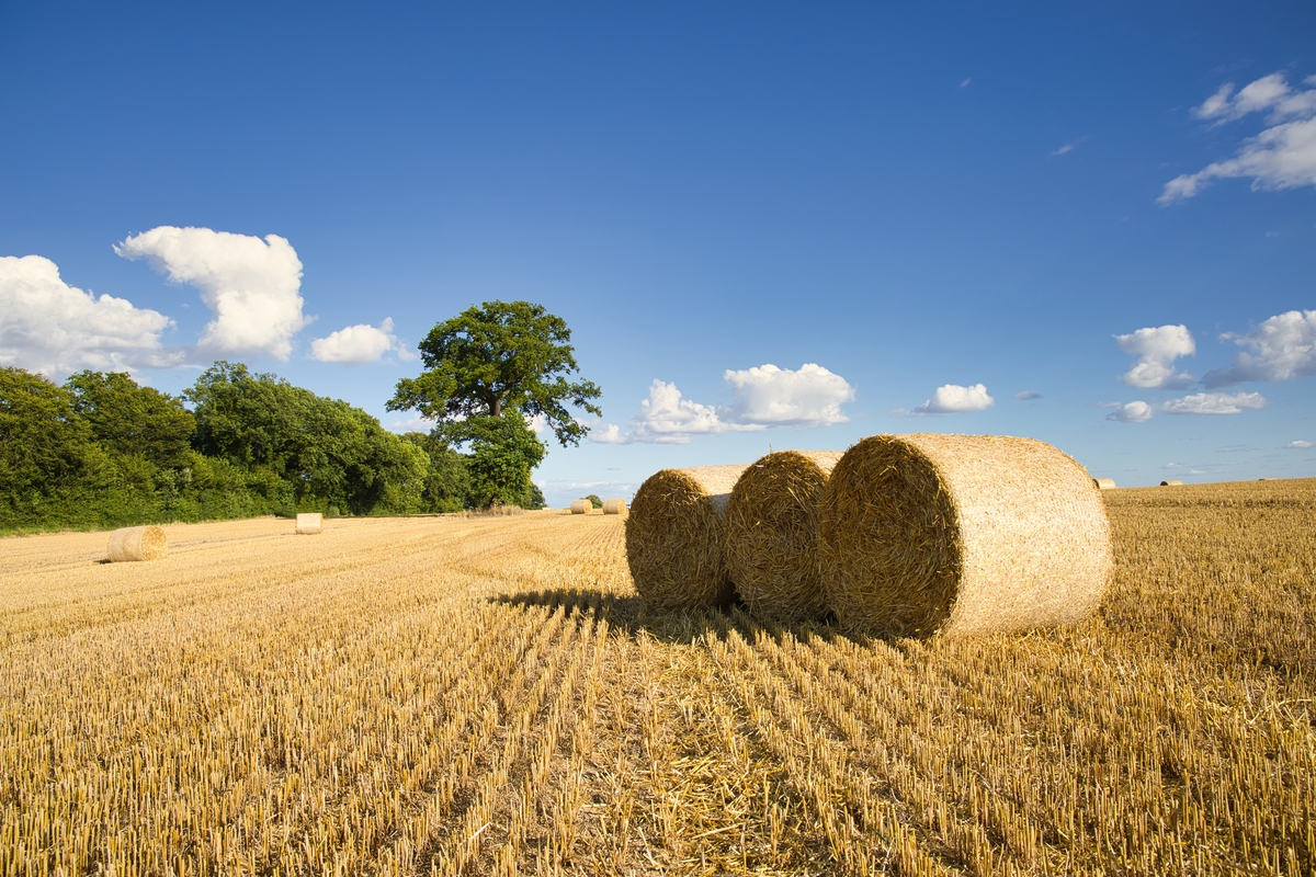 PB_ORCOM_Paille.jpg - Illustration Produire ou acheter  la paille : regarder au-delà  du prix de la tonne