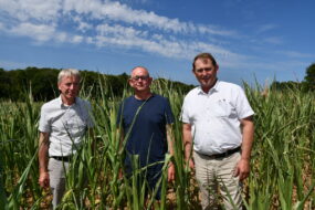 des hommes sur une parcelle de maïs qui manque d'eau sous le soleil