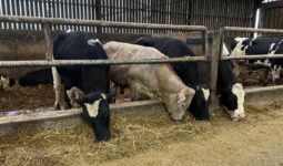 Quatre taurillons à l'auge