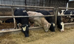 Quatre taurillons à l'auge