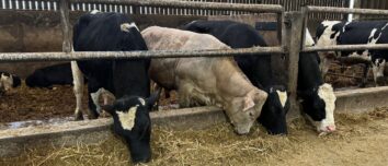 Quatre taurillons à l'auge