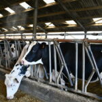 brumisation sur des vaches laitières