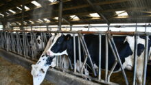 brumisation sur des vaches laitières