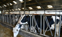 brumisation sur des vaches laitières