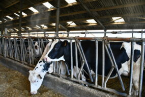 brumisation sur des vaches laitières