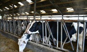 brumisation sur des vaches laitières