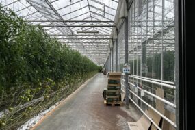 Caméra dans serres de tomate