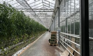 Caméra dans serres de tomate