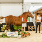 Deux hommes aux côtés d'une jument de race Cheval breton