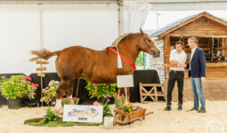 Deux hommes aux côtés d'une jument de race Cheval breton