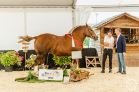 Deux hommes aux côtés d'une jument de race Cheval breton