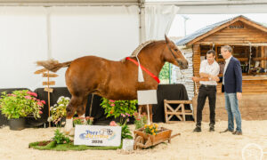 Deux hommes aux côtés d'une jument de race Cheval breton