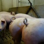 Queues de cochons