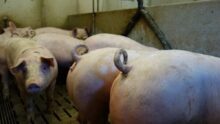 Queues de cochons