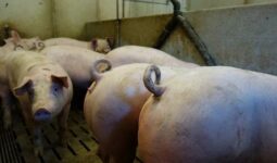 Queues de cochons