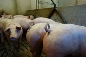 Queues de cochons