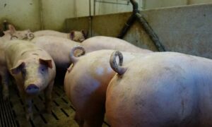 Queues de cochons