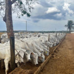 Feed lot au Brésil
