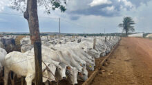Feed lot au Brésil