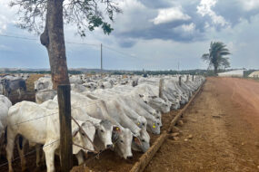 Feed lot au Brésil