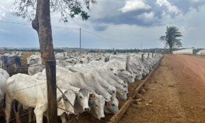 Feed lot au Brésil