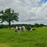 Des Normandes au pâturage